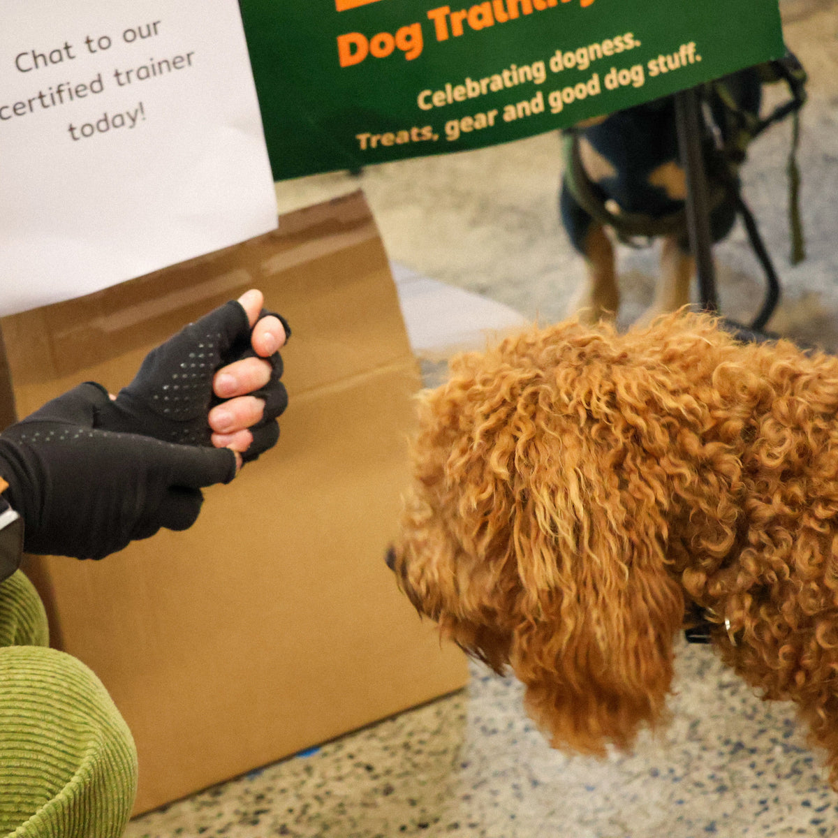 Why How We Train — and Treat — Our Animals Matters