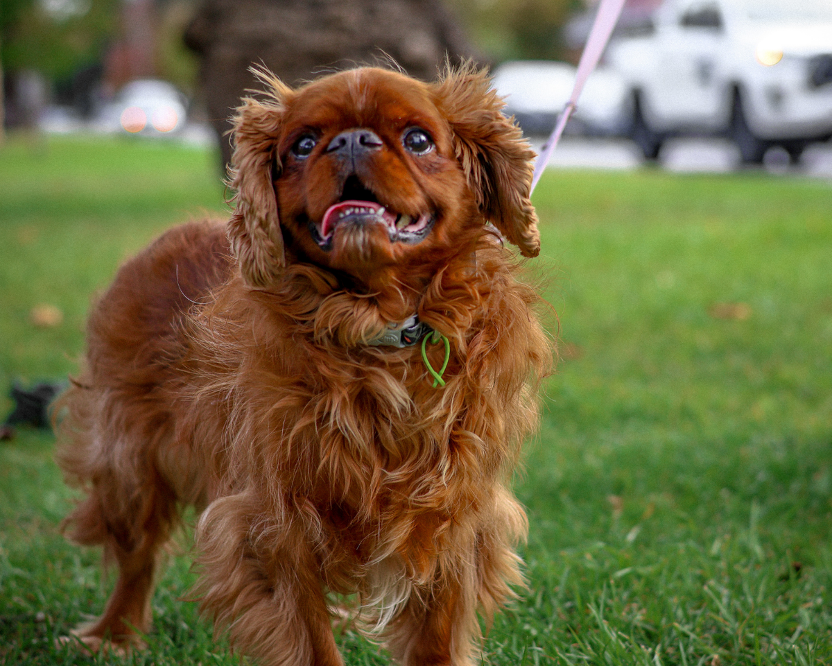 Grooming Goes Beyond Looking Cute — It's Animal Welfare